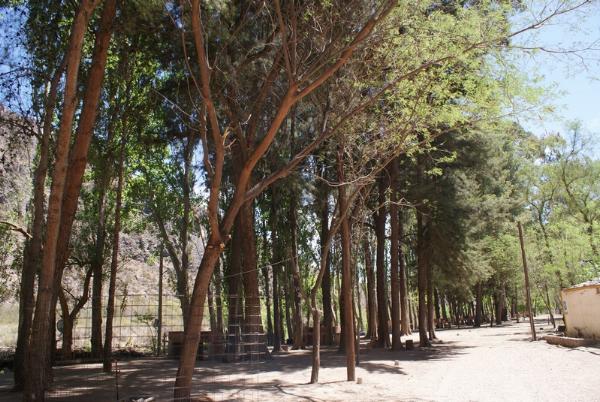 Foto de Camping El Sauce - San Rafael en El Sauce,San Rafael,Mendoza