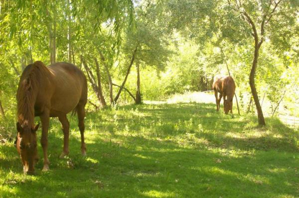 Foto de Camping Los Alazanes - Centenario en Los Alazanes,Centenario,Neuquén