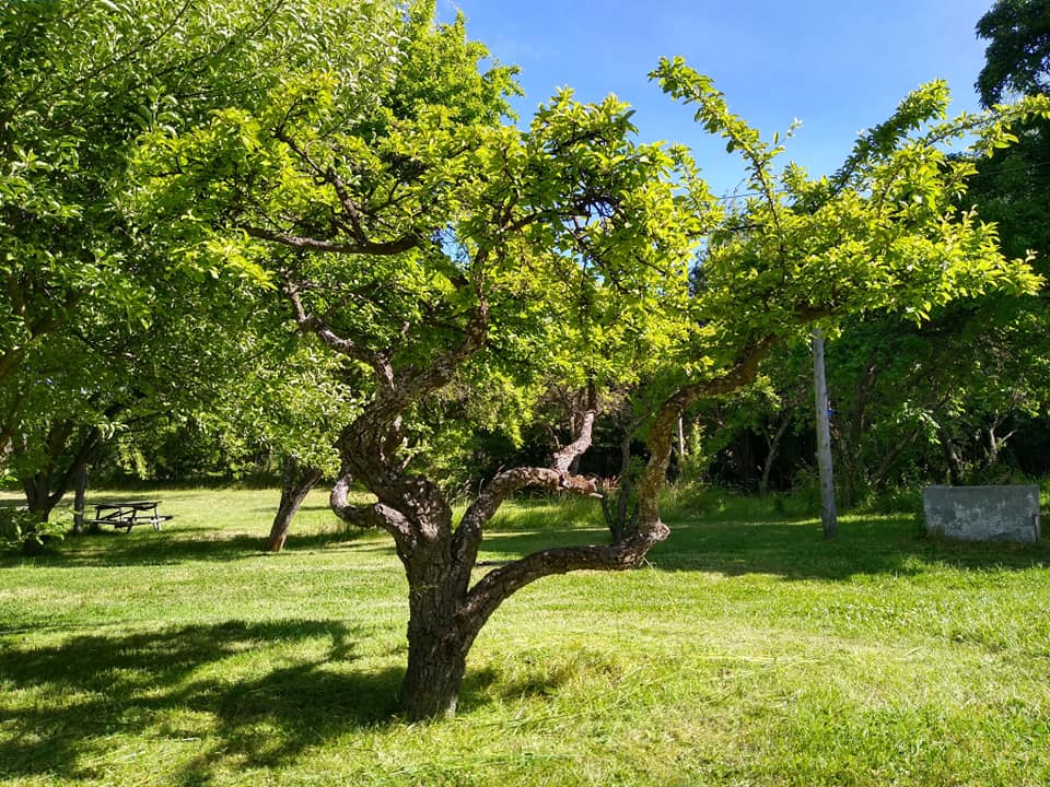 Foto de Camping El Chacay - Trevelín en El Chacay, Trevelin, Chubut, Argentina