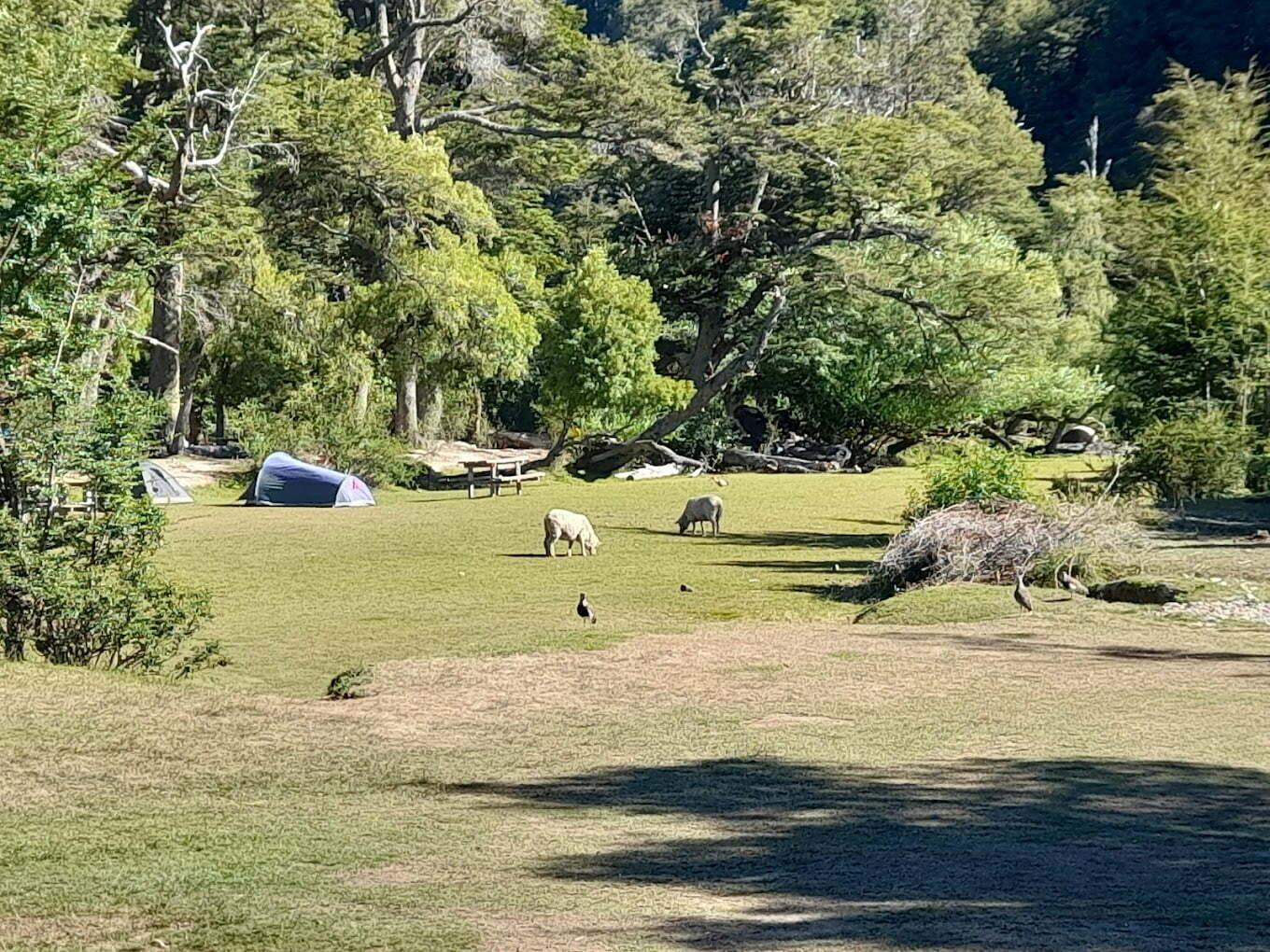 Foto de Camping Pichi Traful - Villa Traful en Pichi Traful,Villa Traful,Neuquén